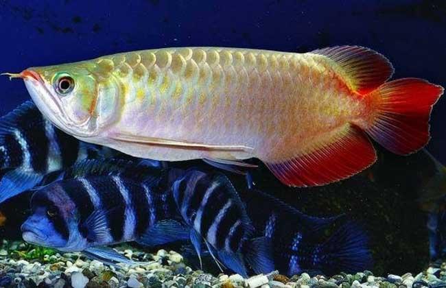 風水魚，風水魚要怎么擺放，風水魚養(yǎng)幾條好