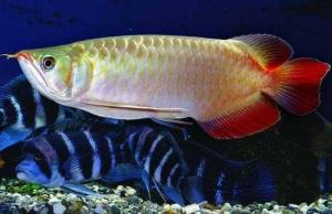 風(fēng)水魚，風(fēng)水魚要怎么擺放，風(fēng)水魚養(yǎng)幾條好