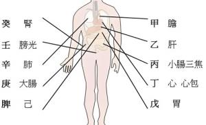 天干代表人身體的部位，十天干對應身體各部位詳解！