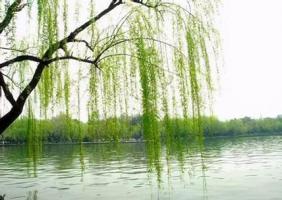 楊柳木命人適合什么行業(yè)最旺財(cái)